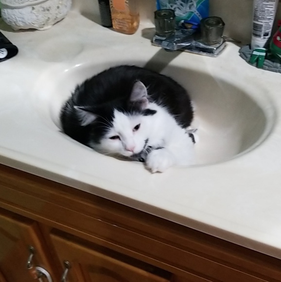 Meet your Posher, Mikala - Picture 5 of 5